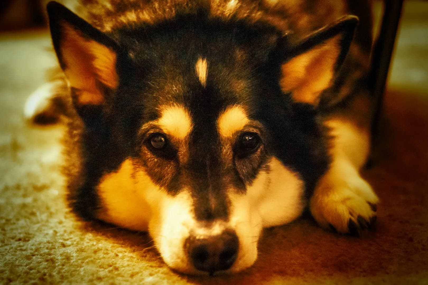 Animal Portrait